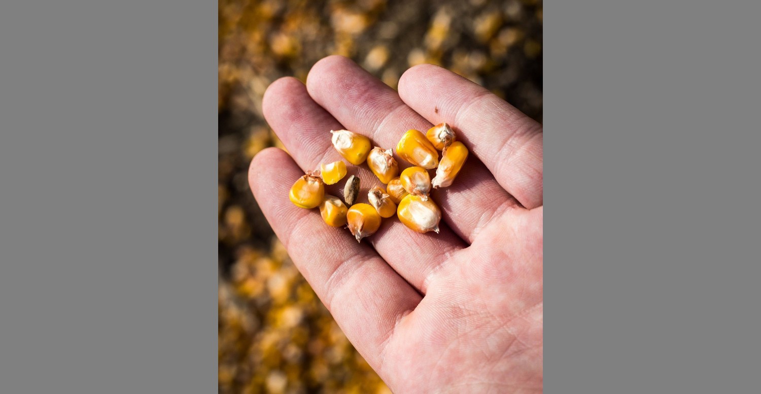 close-up of corn in an open hand