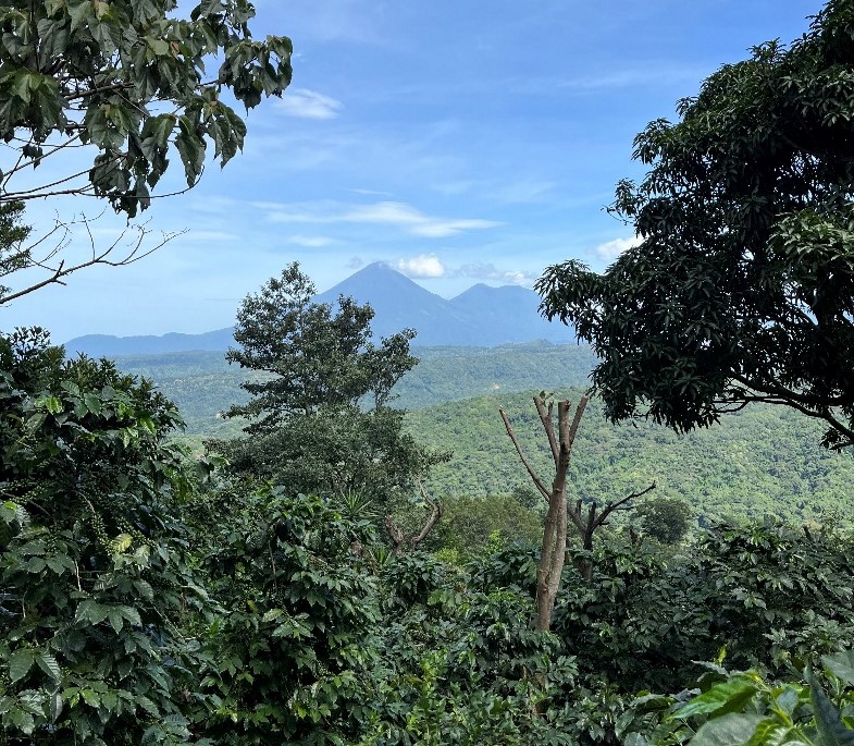 View of the Atitlan volcano from one of the coffee farms in Yepocapa, Guatemala.