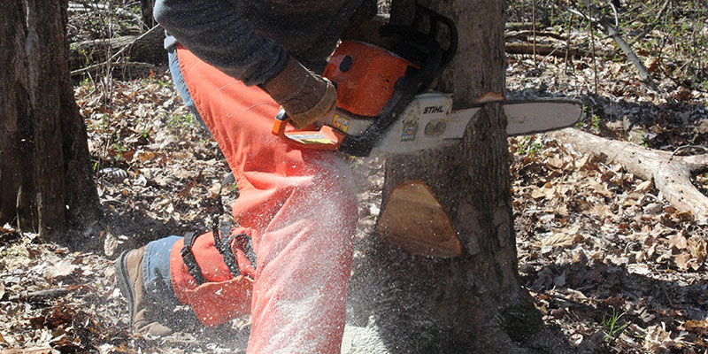 Student with chainsaw cutting into a tree