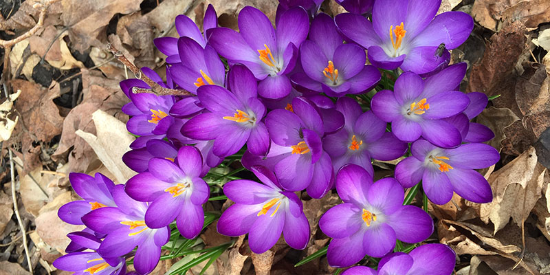 Purple crocus emerging from dead leaves