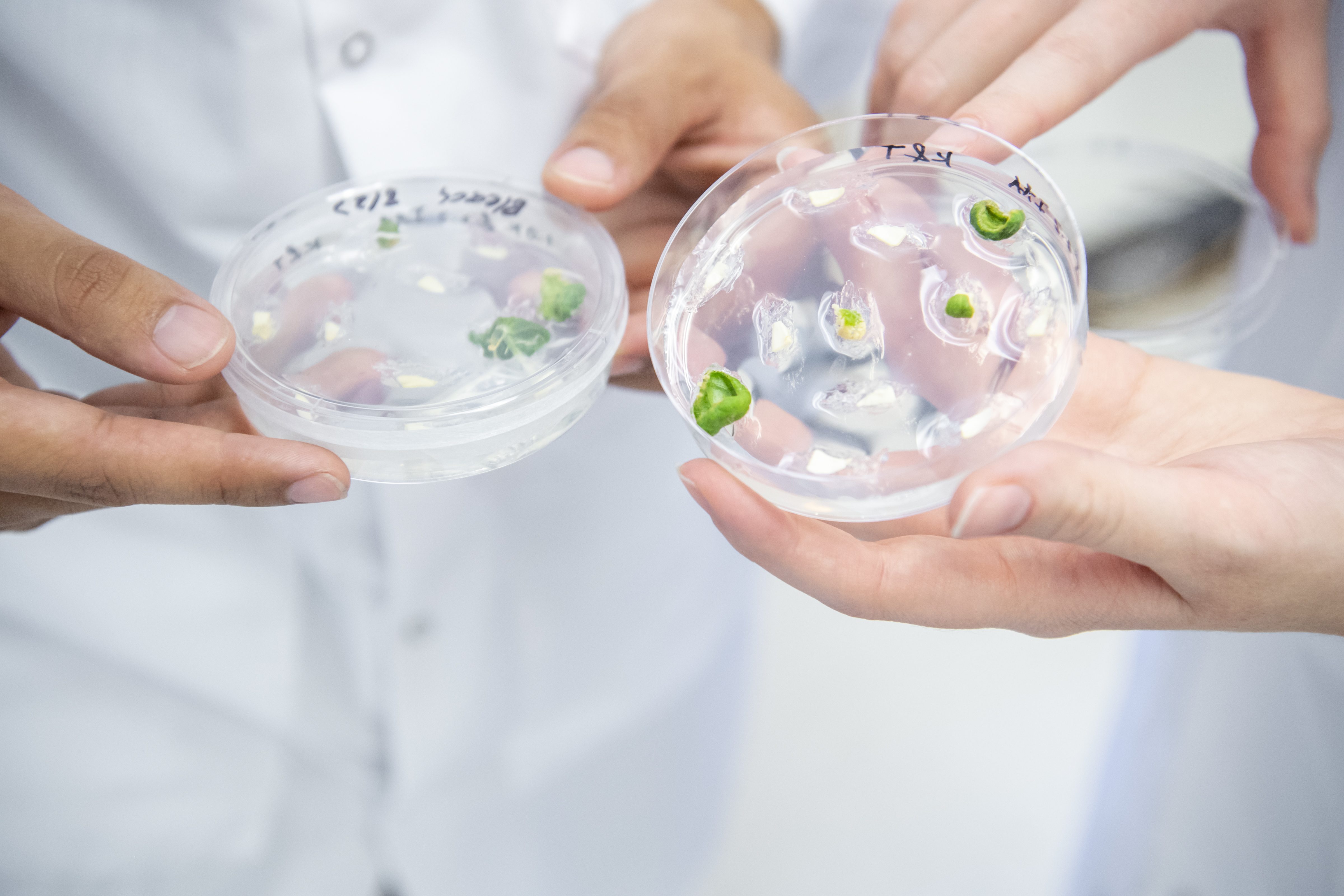 Students holding petri dishes with samples in them