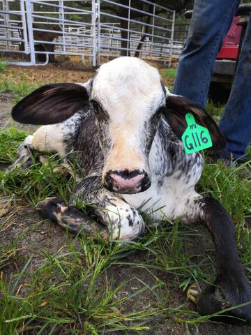 Half-blood Holstein x Gyr calf