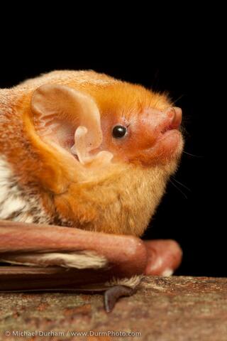 Fluffy red bat face in profile