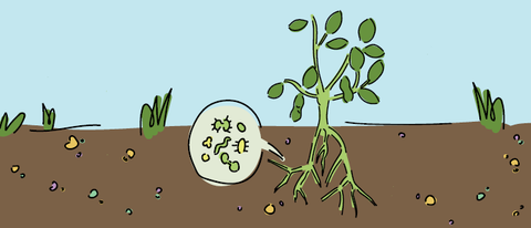 Drawing of plant with microbes around roots in soil