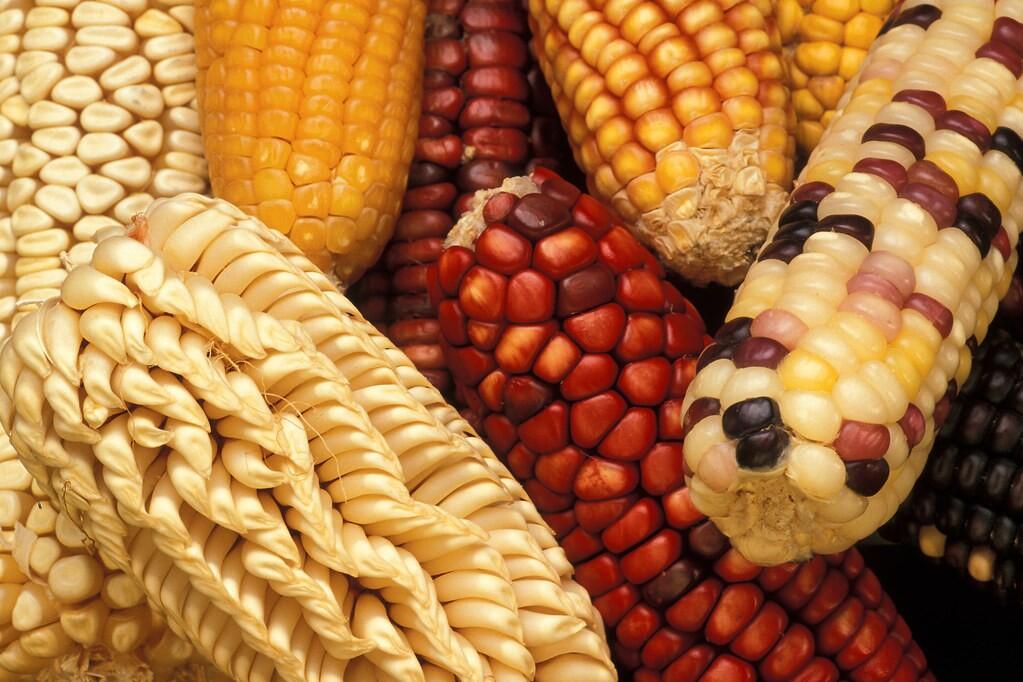 maize varieties