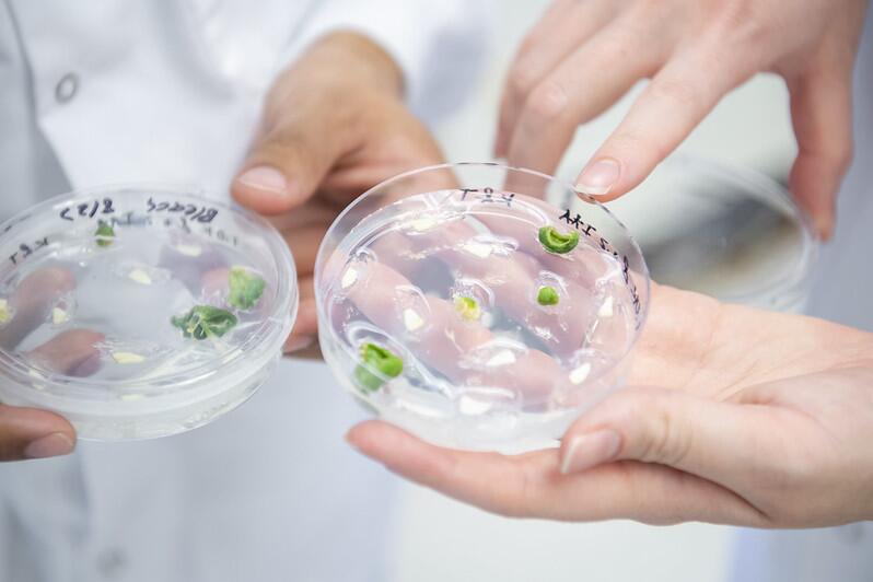 closeup of petri dishes with plant materials