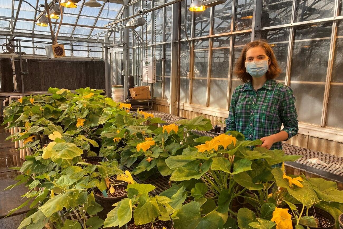 Student in greenhouse with pumpkin plants 