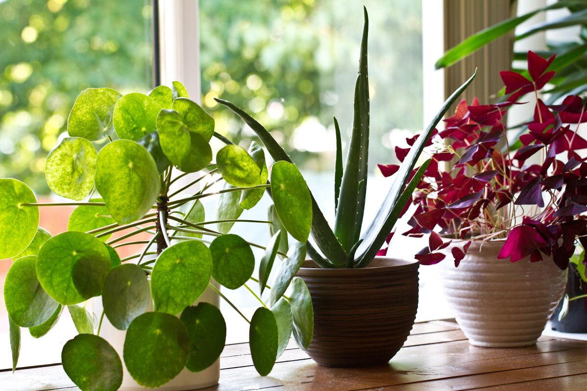 A trio of houseplants next to a window