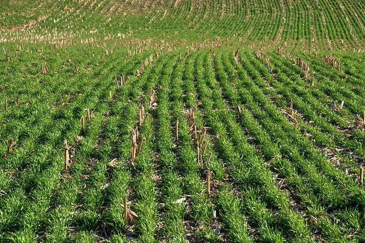 Cereal rye cover crop. NRCS/SWCS photo by Lynn Betts.