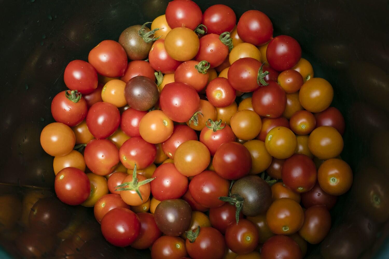 Tomatoes, but not farm workers, gardeners, safe from soil lead