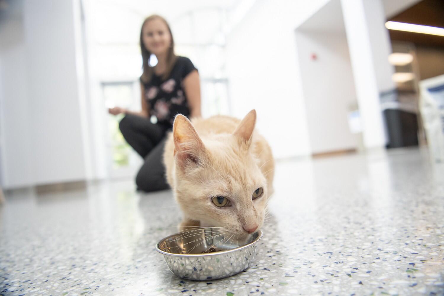 Milk prebiotics are the cat's meow, Illinois research shows