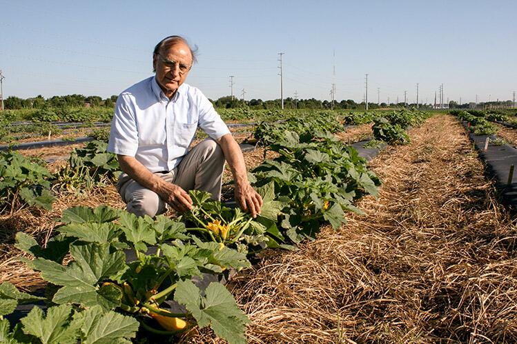 Babadoost crouches next to pumpkin plant in field