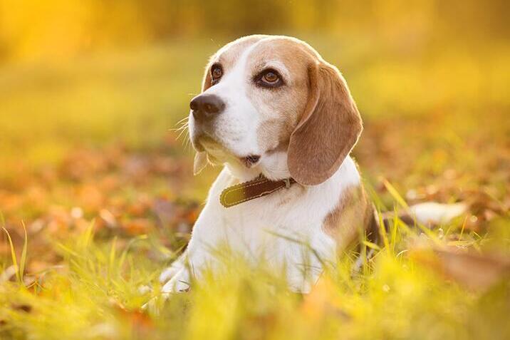 Beagle sitting in the grass