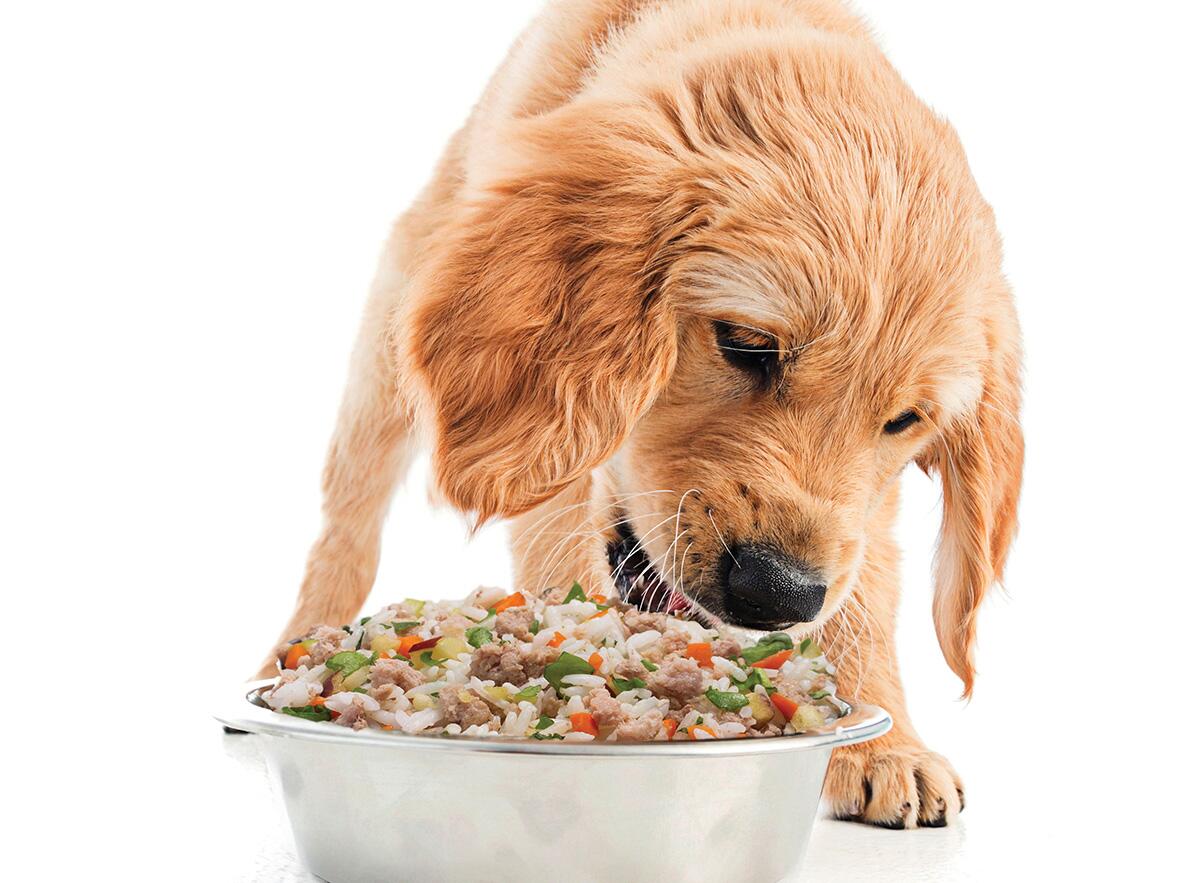 Feed Fido fresh human-grade dog food to scoop less poop