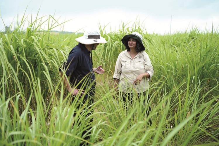 Kankshita Swaminathan and Illinois Crop Sciences Professor Erik Sacks, CABBI’s Deputy Theme Leaders for Feedstock Production, check out a field of miscanthus.