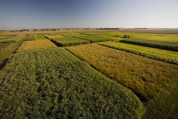 Aerial view of Miscanthus and other bioenergy crops. Photo by L. Brian Stauffer.
