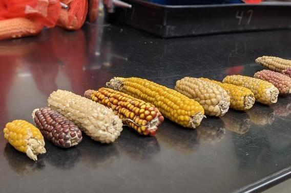 Corn cobs laid out on black lab bench