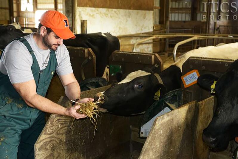 Man holding feed in barn with dairy cow