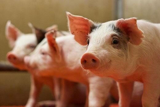 Pig probiotics prove positively promising