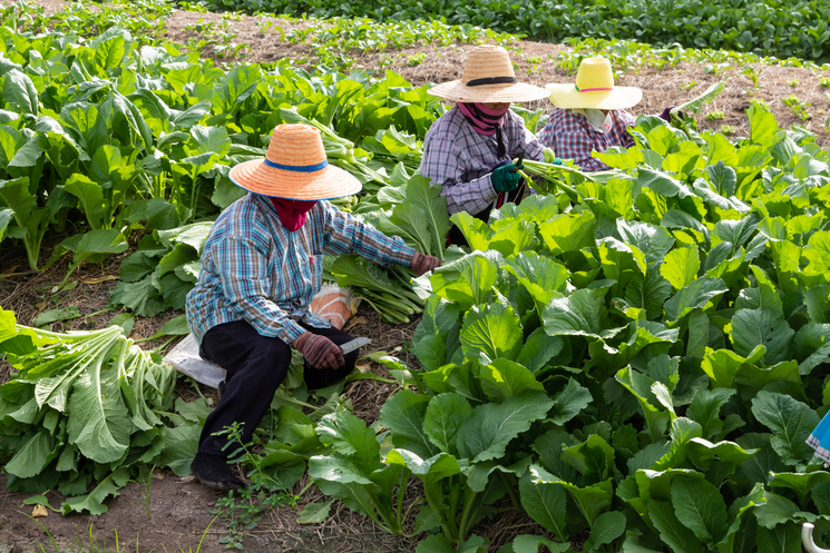 Farm workers pick vegetables outdoors.