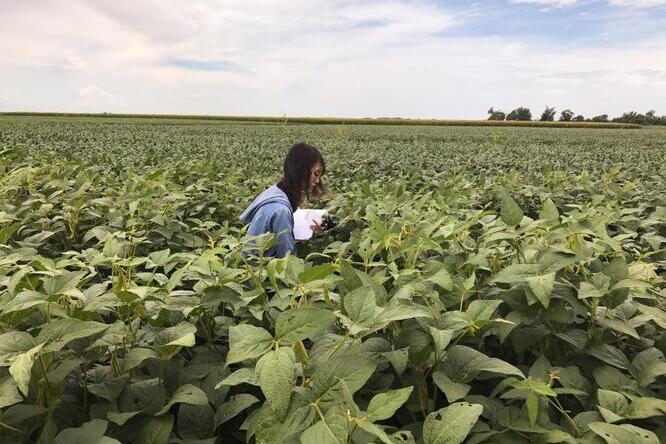 Study author Heng-An Lin studying fungi in soybean field