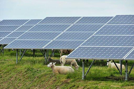 solar panels with sheep