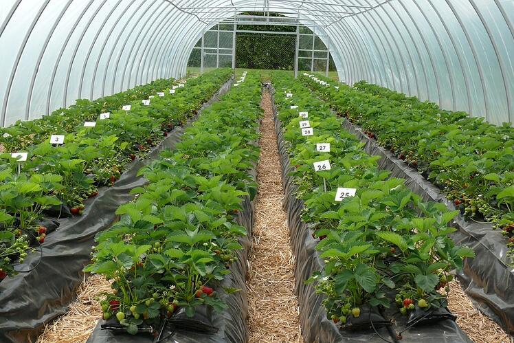 Rows of strawberry plants grown in black plastic mulch under a plastic-covered structure