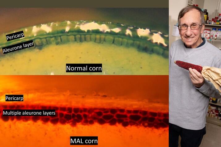 Jack Juvik holds an ear of purple corn next to micrograph showing corn's aleurone layers