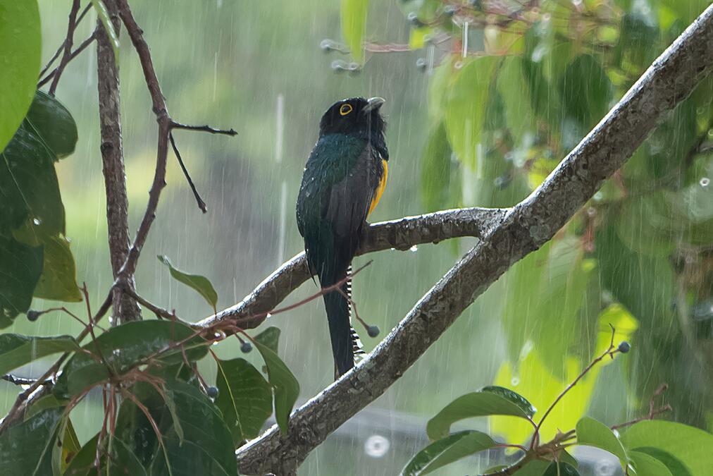 Importance of rainfall highlighted for tropical animals