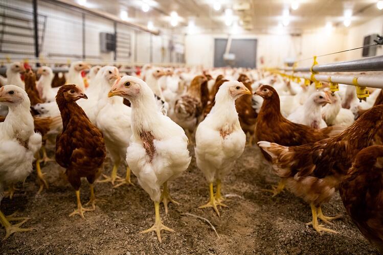 Chickens in the poultry facility