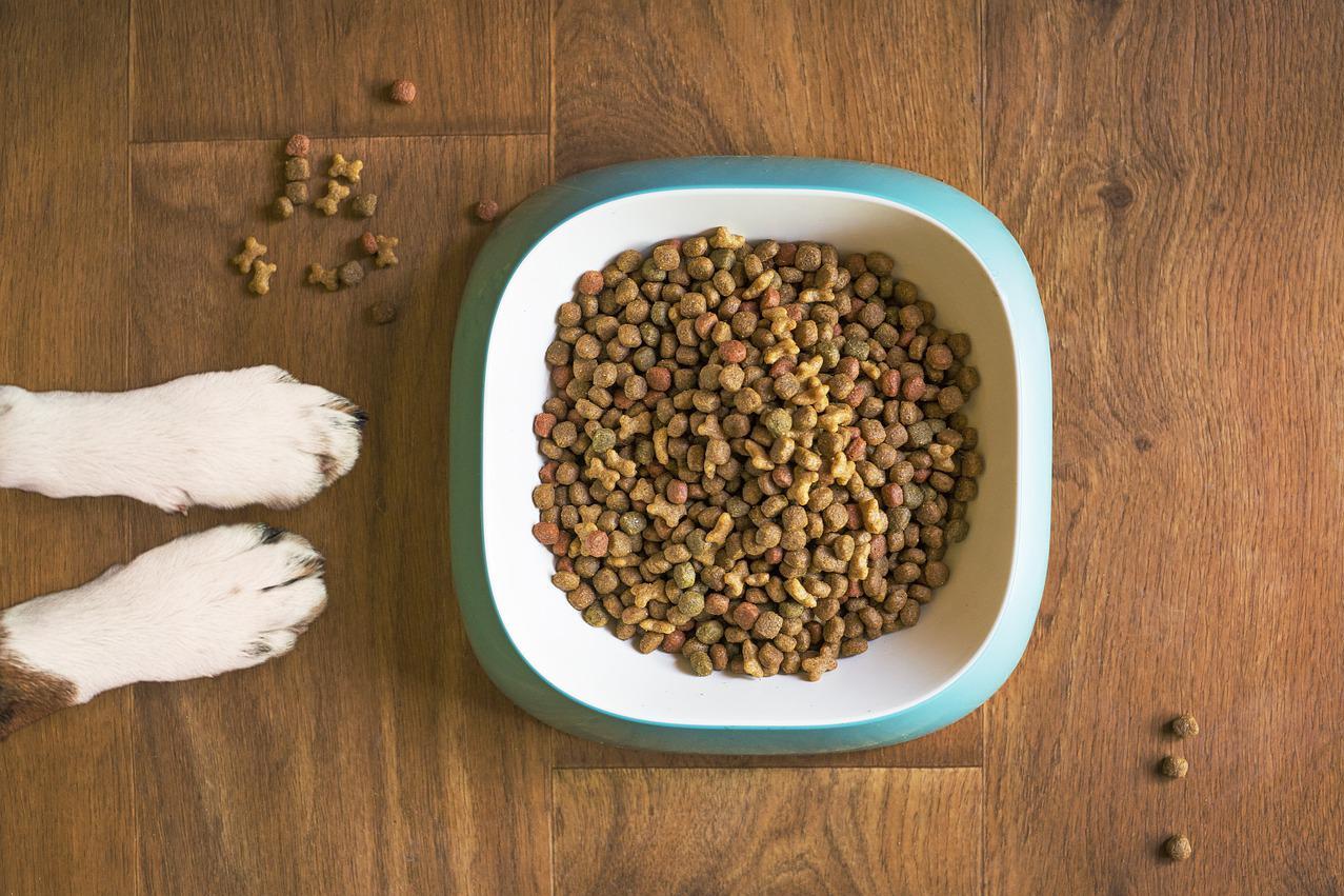 Aerial picture of two dog paws next to a bowl of dog food.  