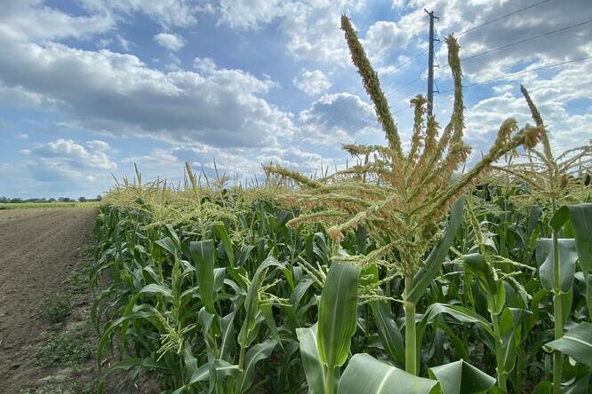 Sweet corn in a field