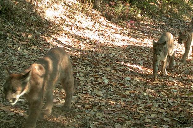 A group of pumas stalking past a camera trap