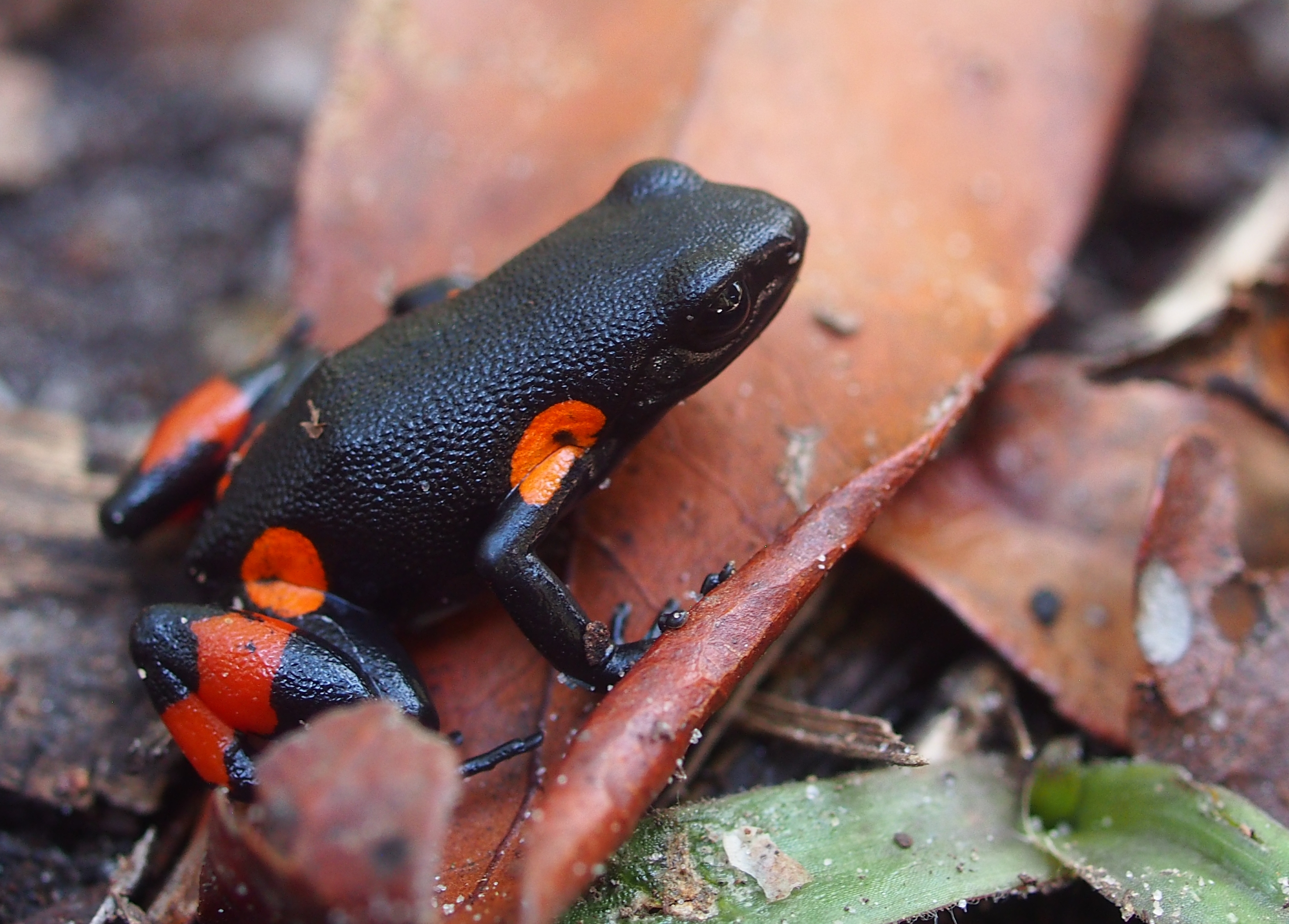 A harlequin mantella frog