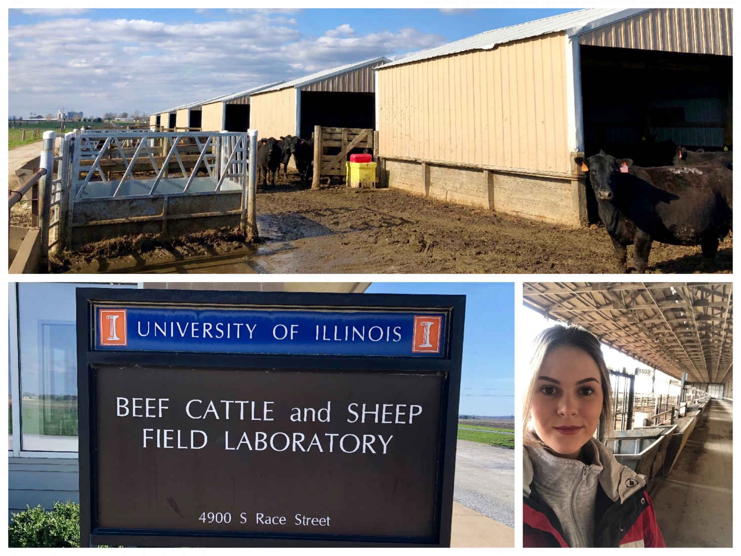 Collage of Molly, Beef Cattle and Sheep Field Laboratory sign, and beef cattle in a barn lot