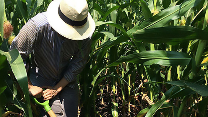 A person in a corn field with a shovel