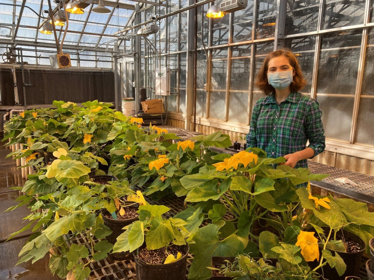 Student in greenhouse with pumpkin plants 