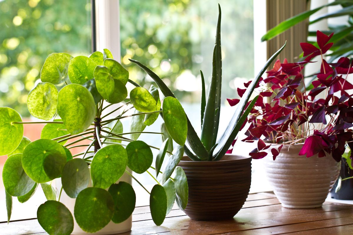 A trio of houseplants next to a window