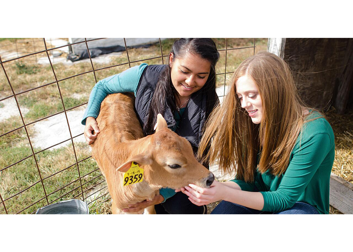Students working with a calf
