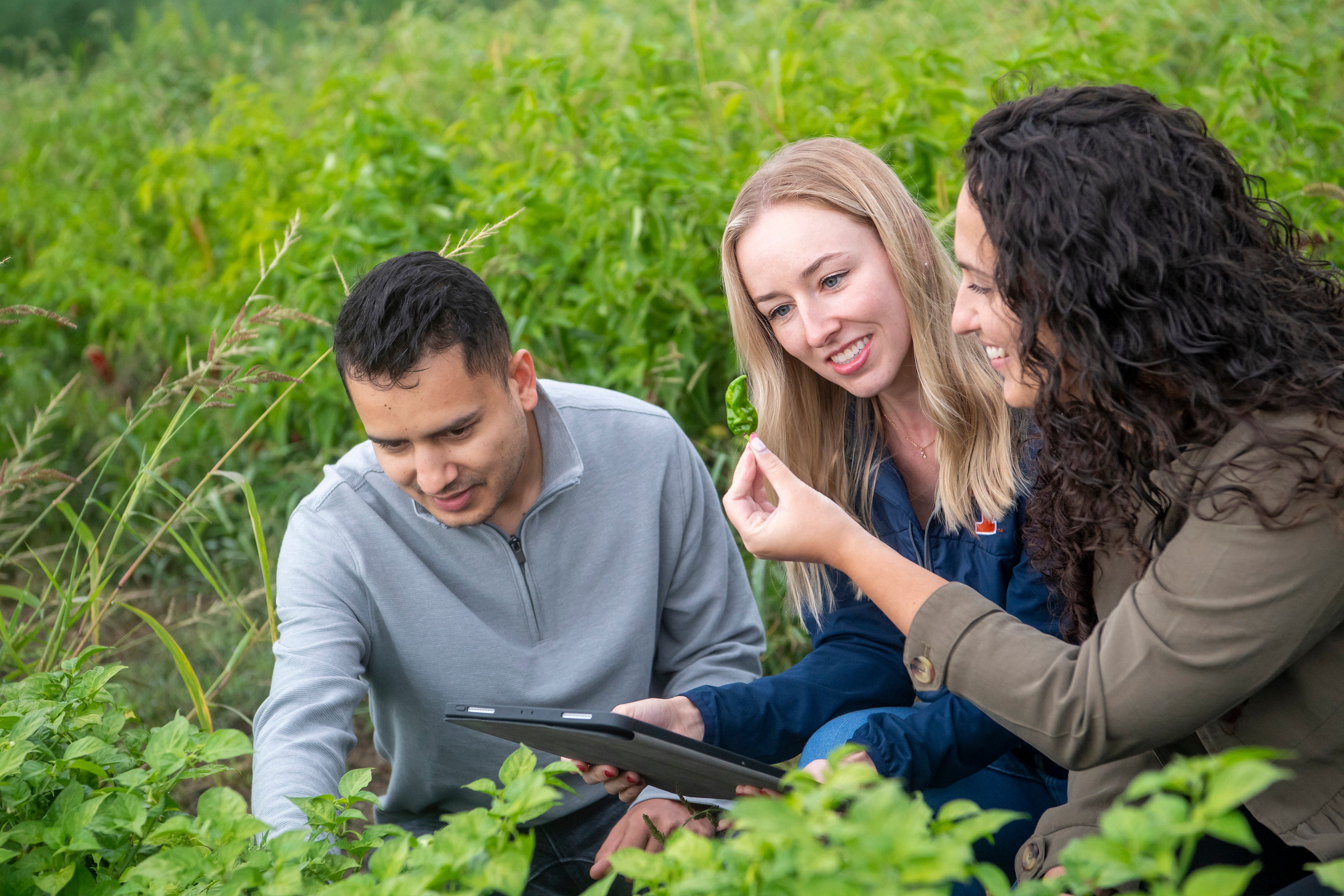 Three students study together in a field