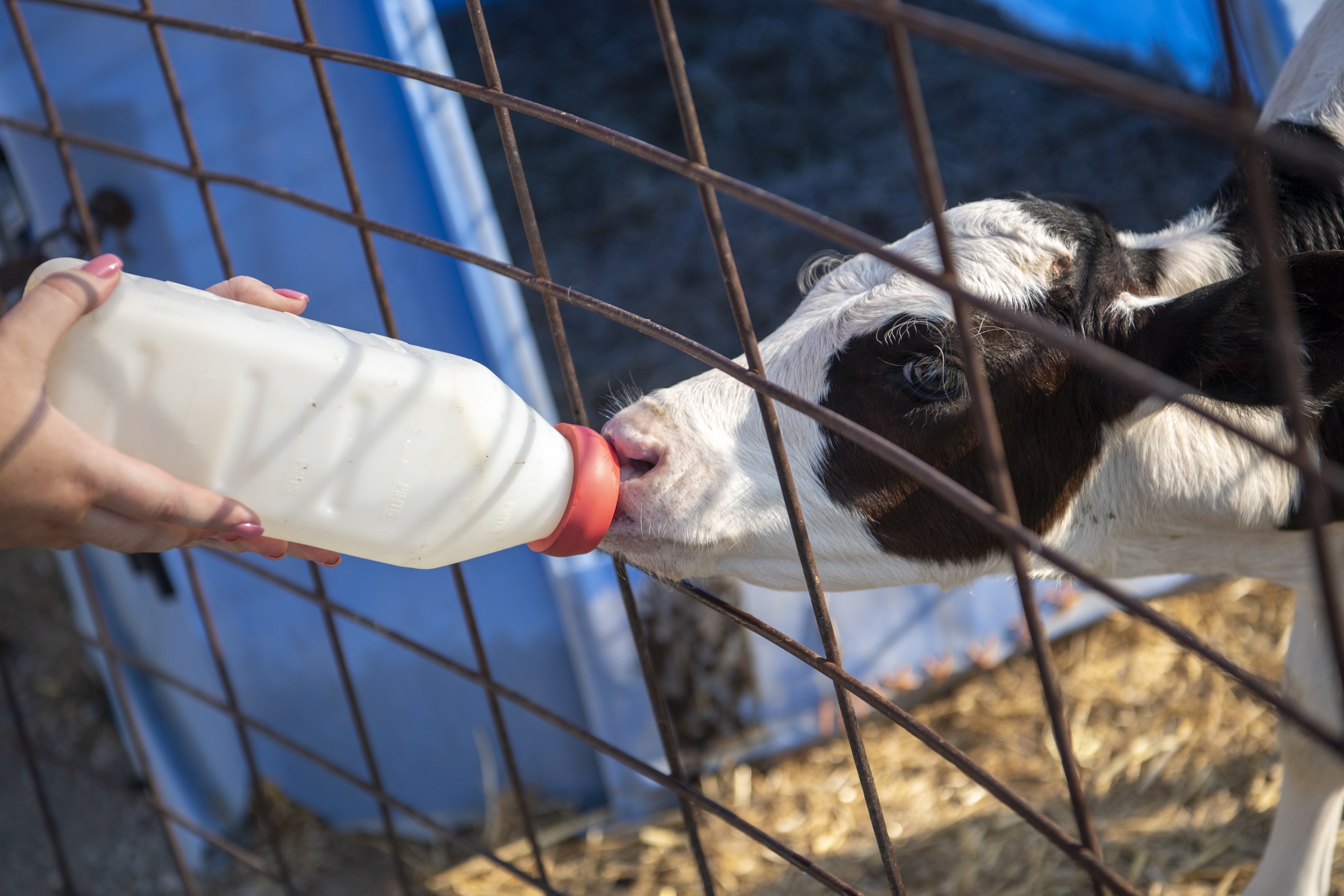 A calf with black and white markings is being bottle-fed through a metal fence.