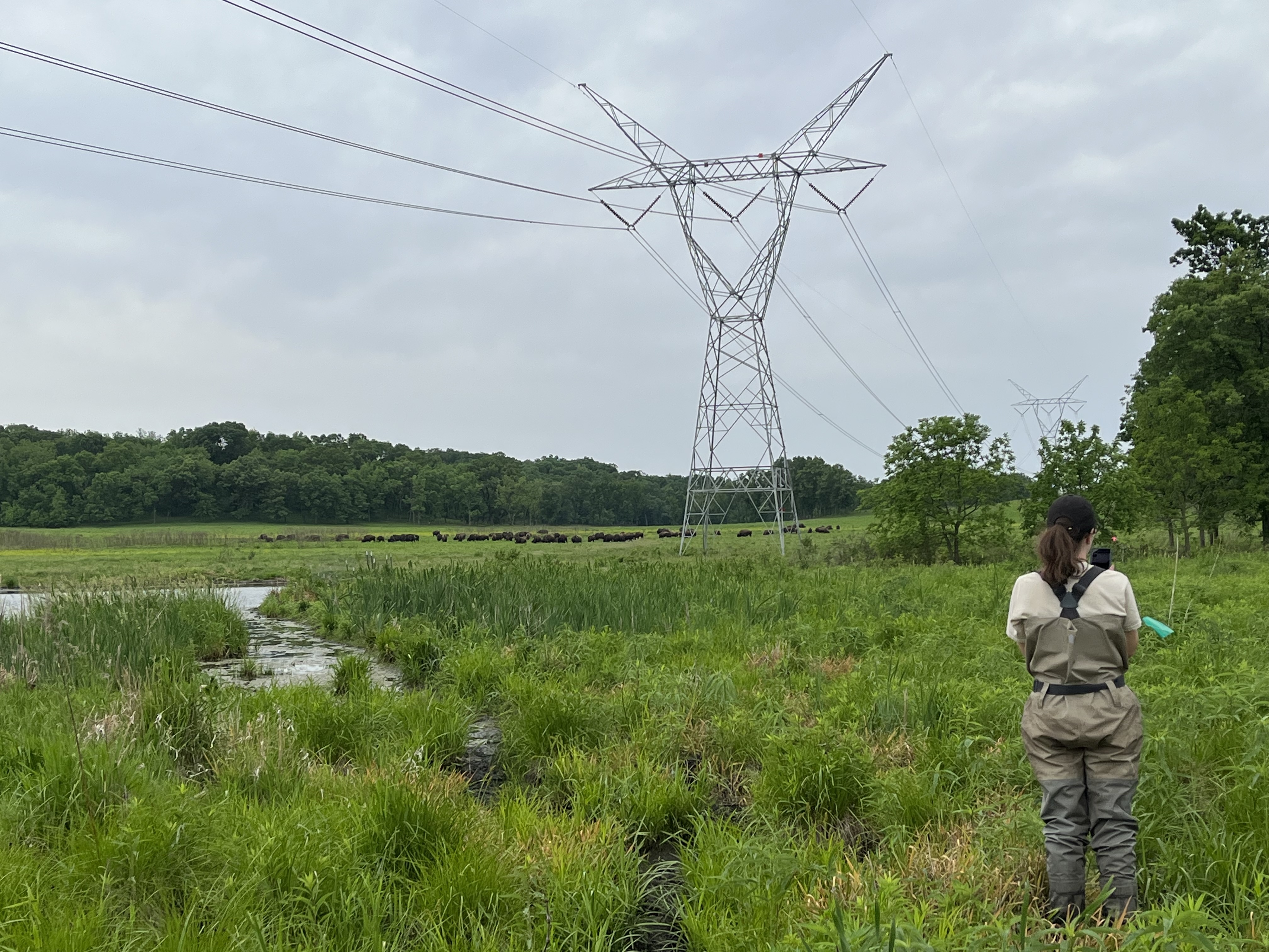 A person wearing waders stands in a wetland area, observing a distant herd of bison grazing under high-voltage power lines.