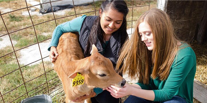 Students with a calf