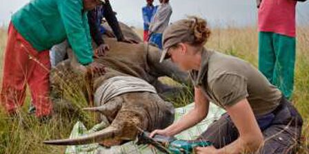 Medical team helping a rhinocerous.