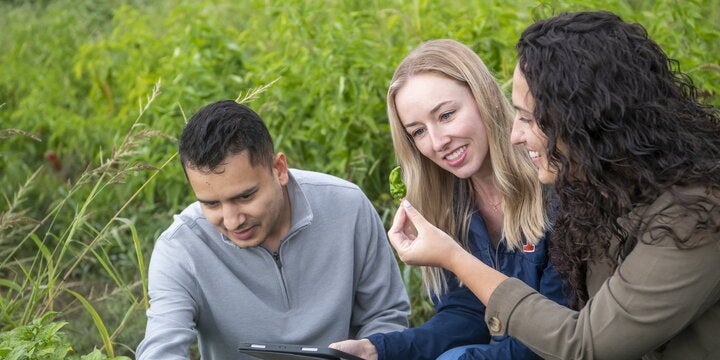 Three students working together in field