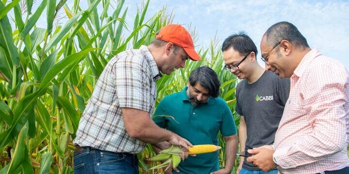 Four people examining a piece of corn