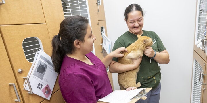 A veterinarian petting a cat as the cat's owner is holding it.