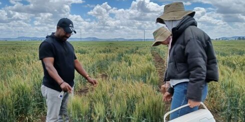 Collecting wheat samples in Morocco