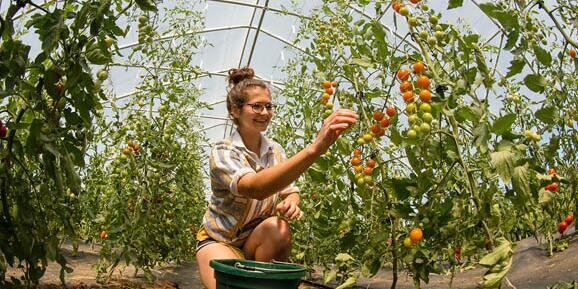 Student harvesting tomatoes in a greenhouse