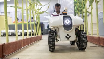 A close-up of a white robotic vehicle navigating between rows of corn plants indoors, with a man operating it in the background.